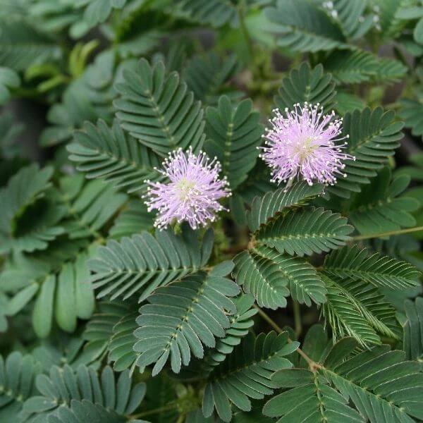 Mimosa pianta