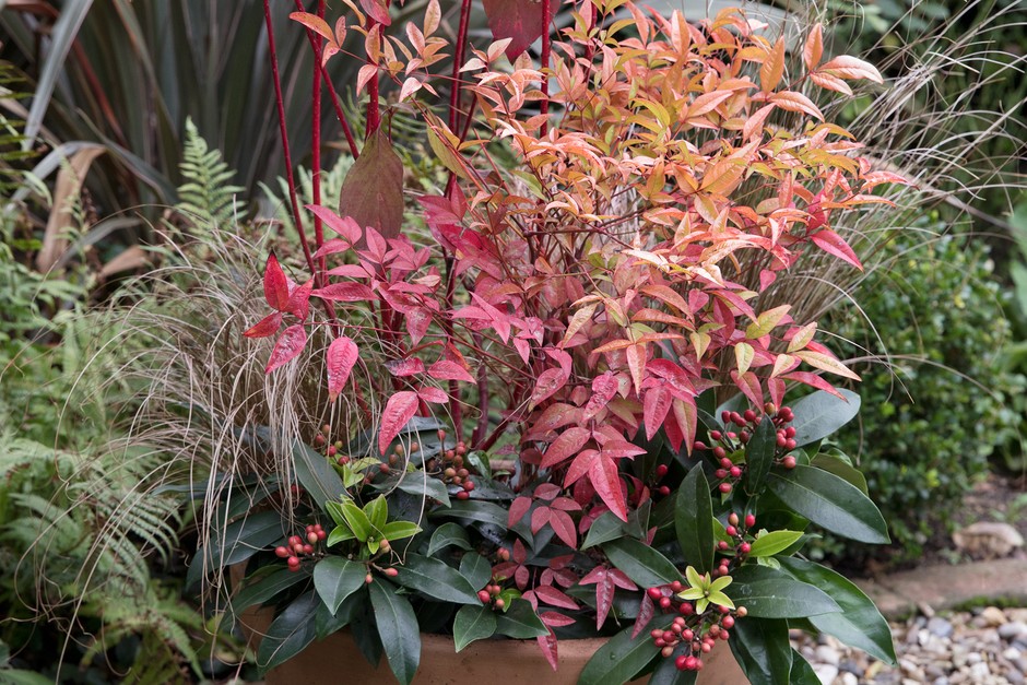 Nandina