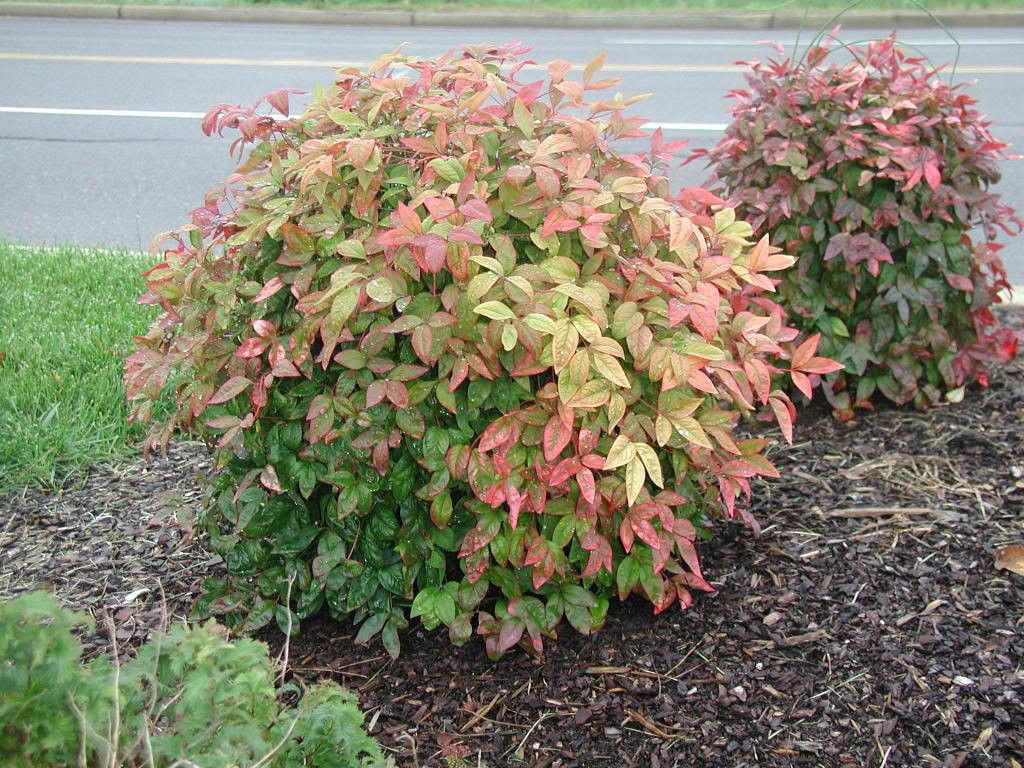 Nandina pianta
