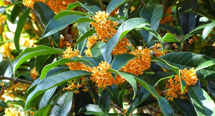 Osmanthus pianta