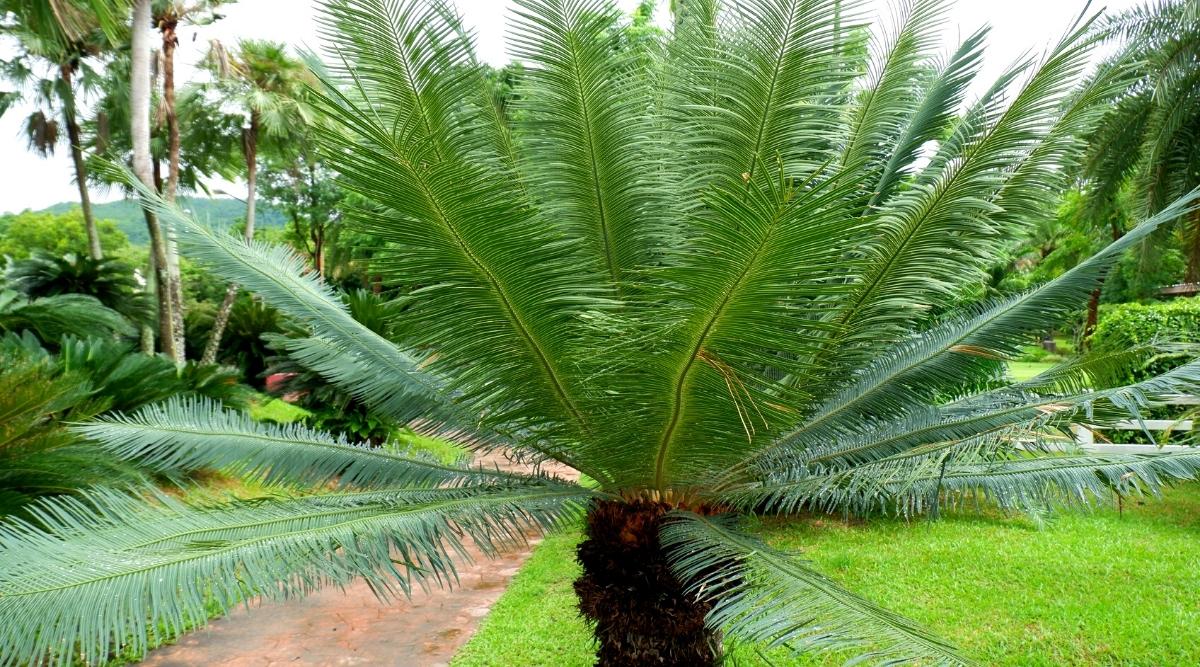Palma Nana