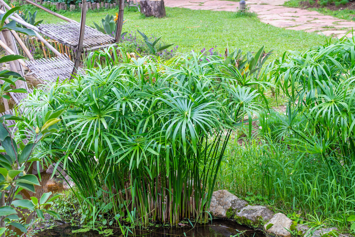 Papiro