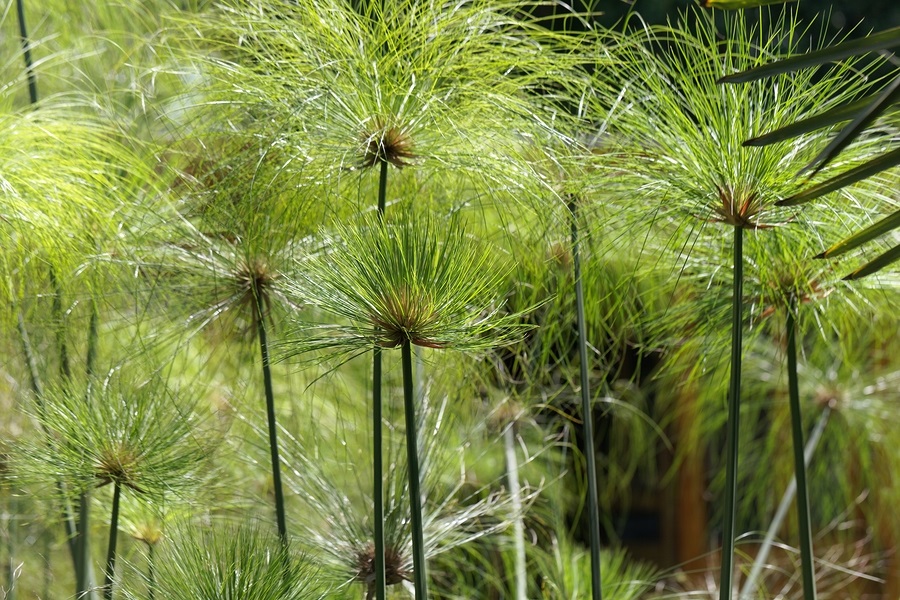 Papiro pianta