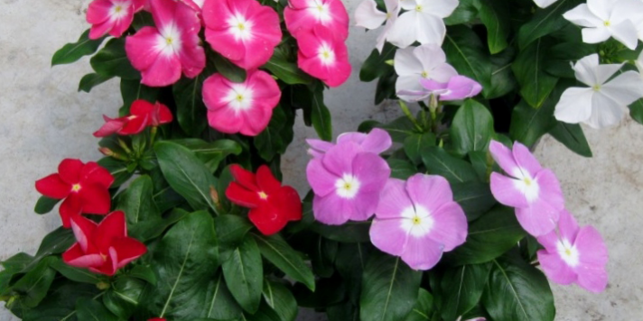 Pervinca