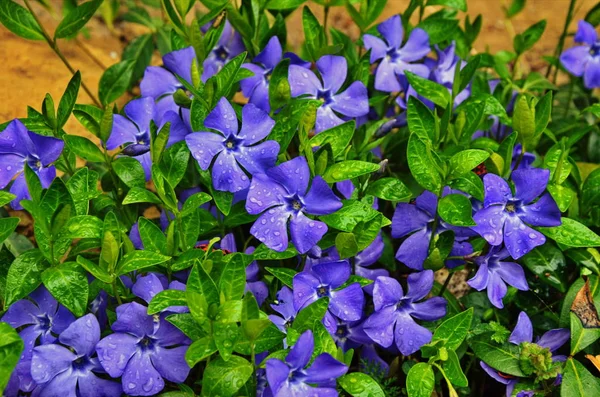 Pervinca pianta