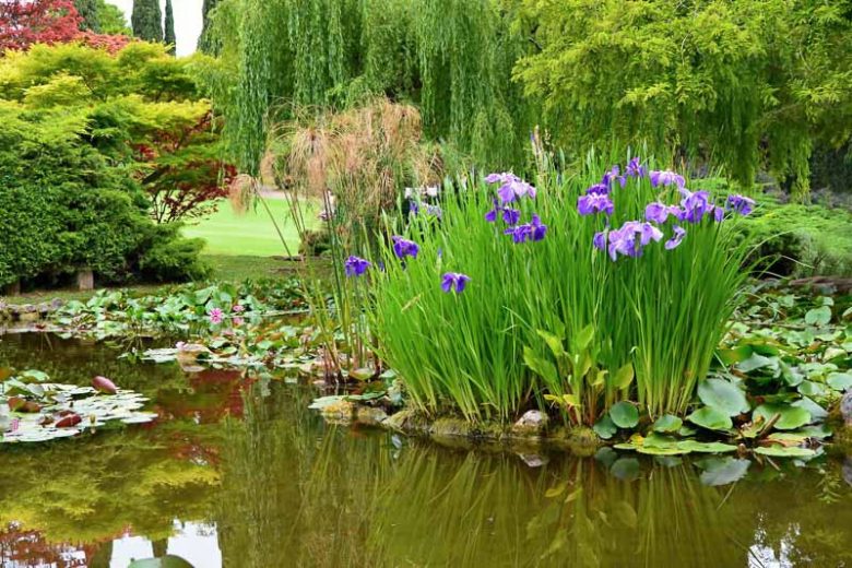 Piante Acquatiche