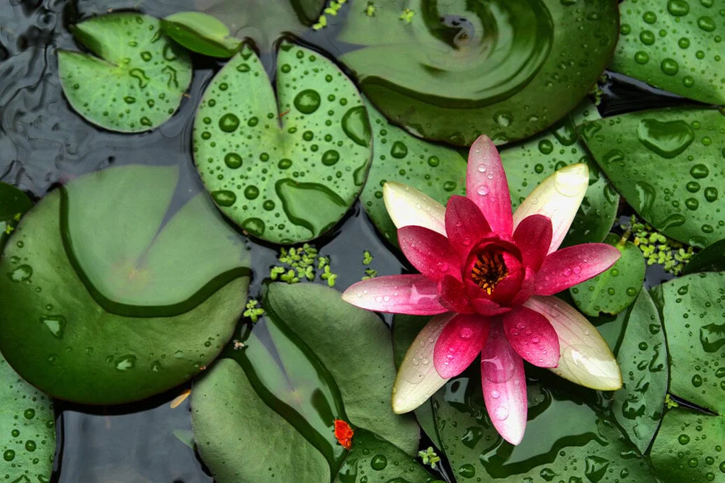 Piante Acquatiche ambiente