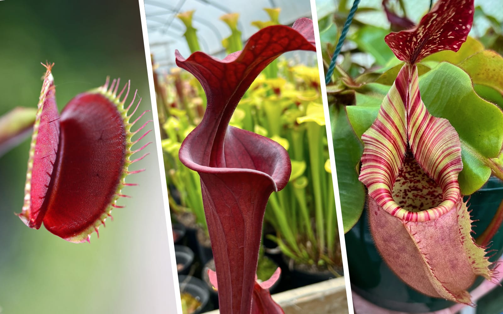 Piante Carnivore