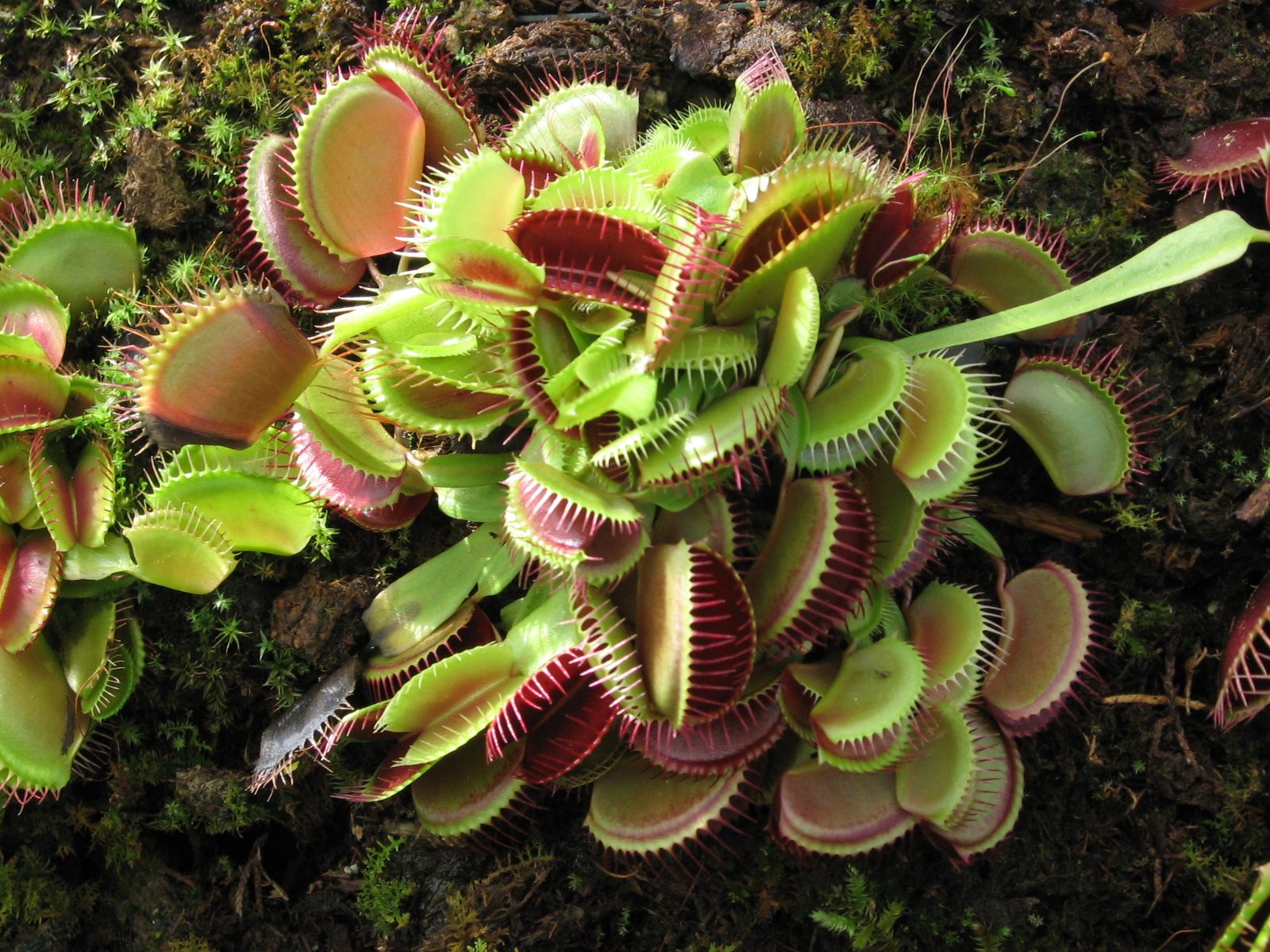 Piante Carnivore ambiente