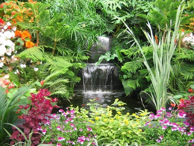Piante Esotiche ambiente