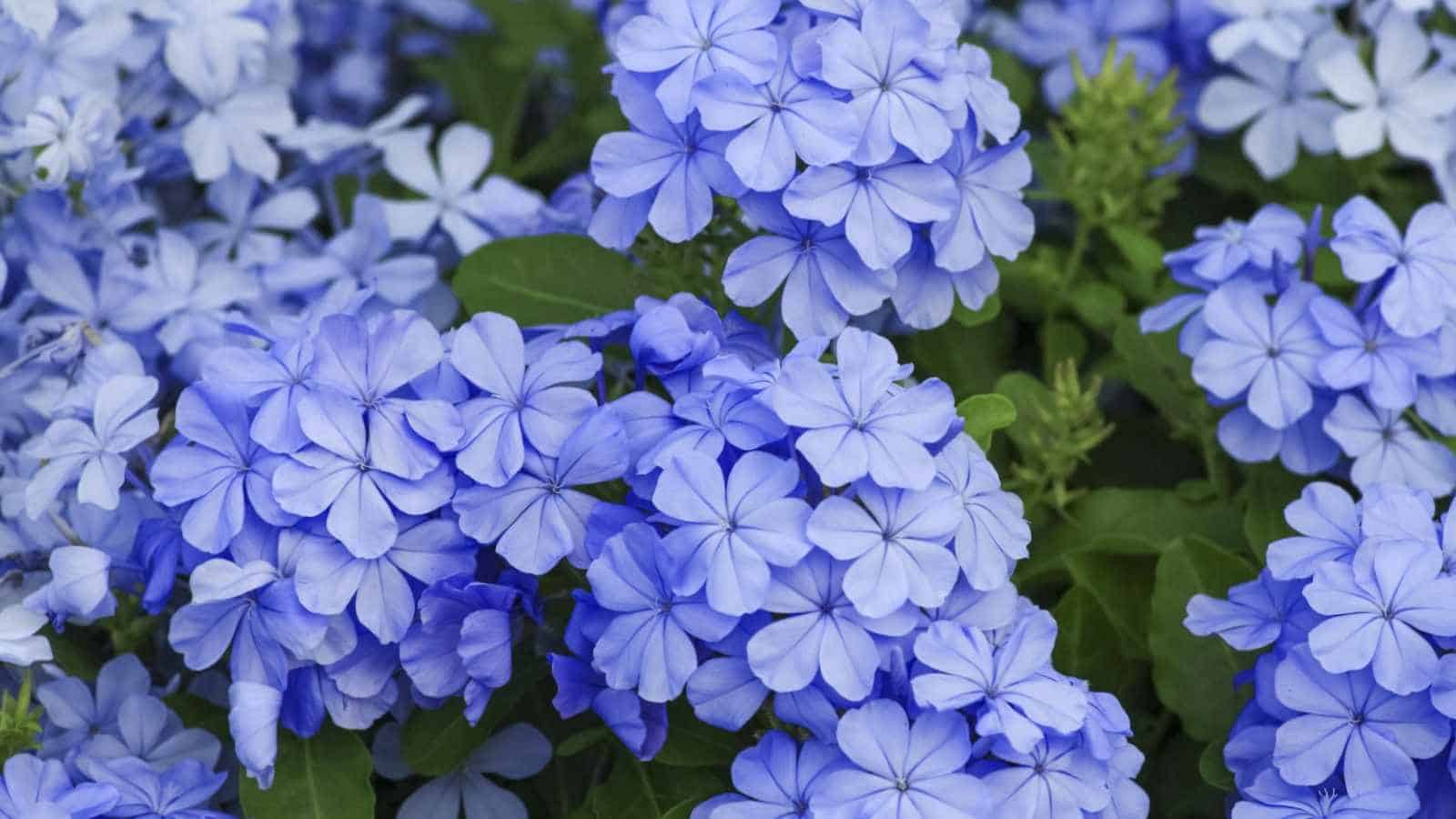Plumbago pianta