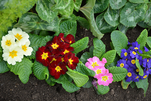 Primula pianta