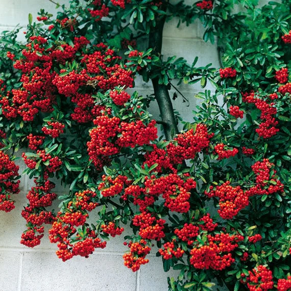 Pyracantha pianta