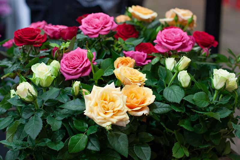 Rosa