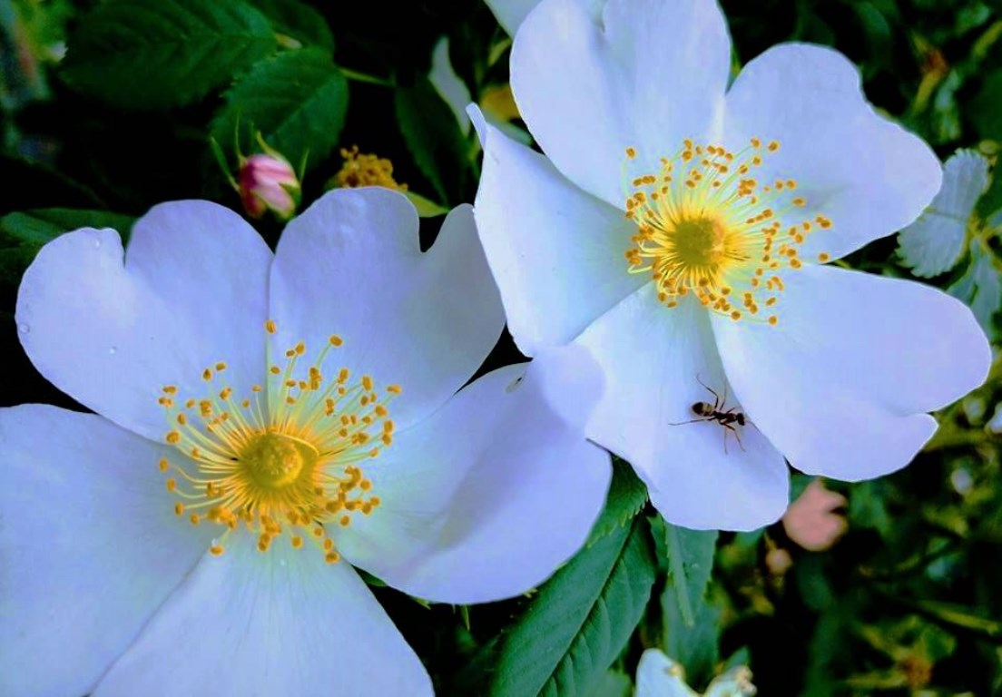 Rosa Canina