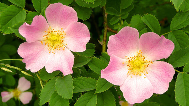 Rosa Canina pianta