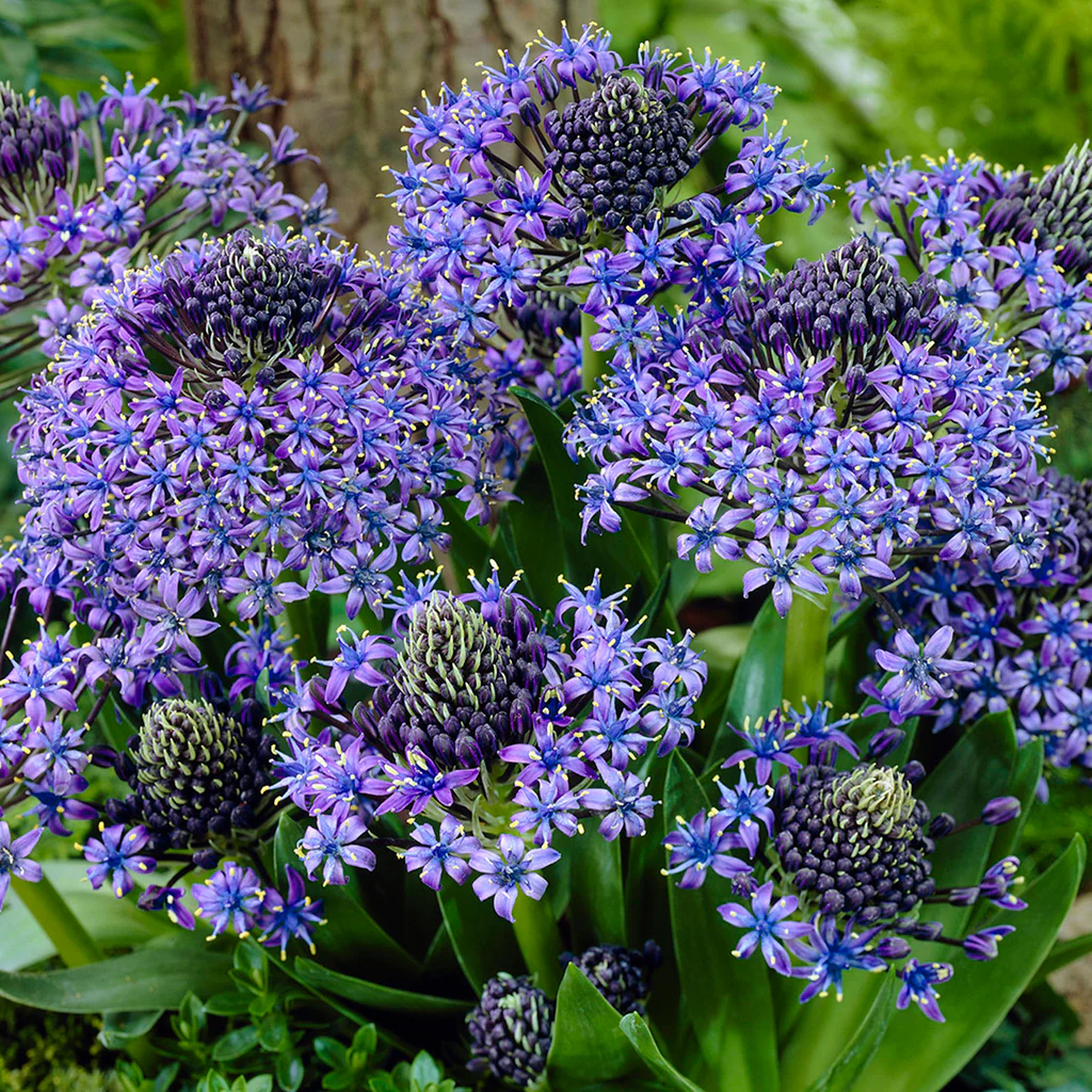 Scilla