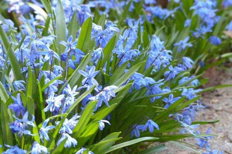 Scilla pianta