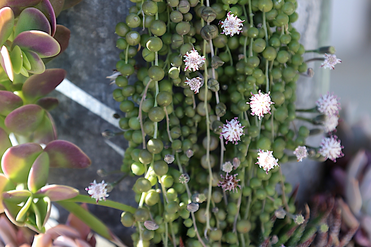 Senecio pianta