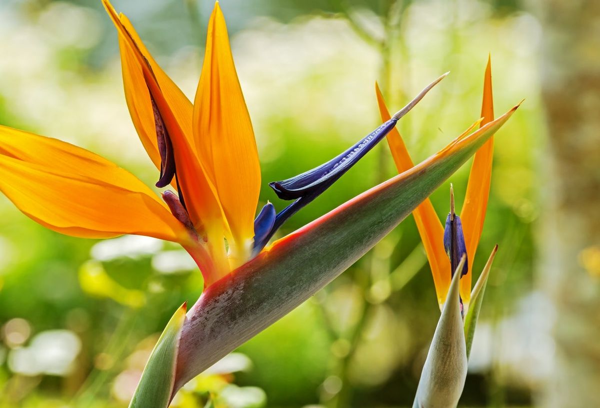 Strelitzia