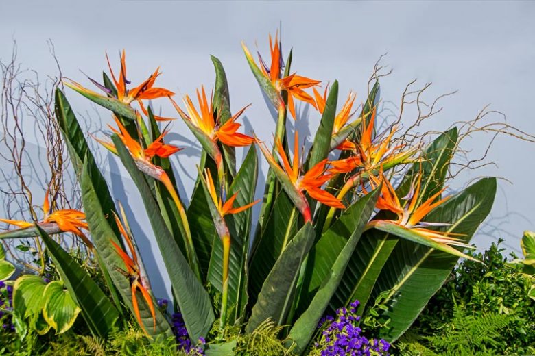 Strelitzia pianta