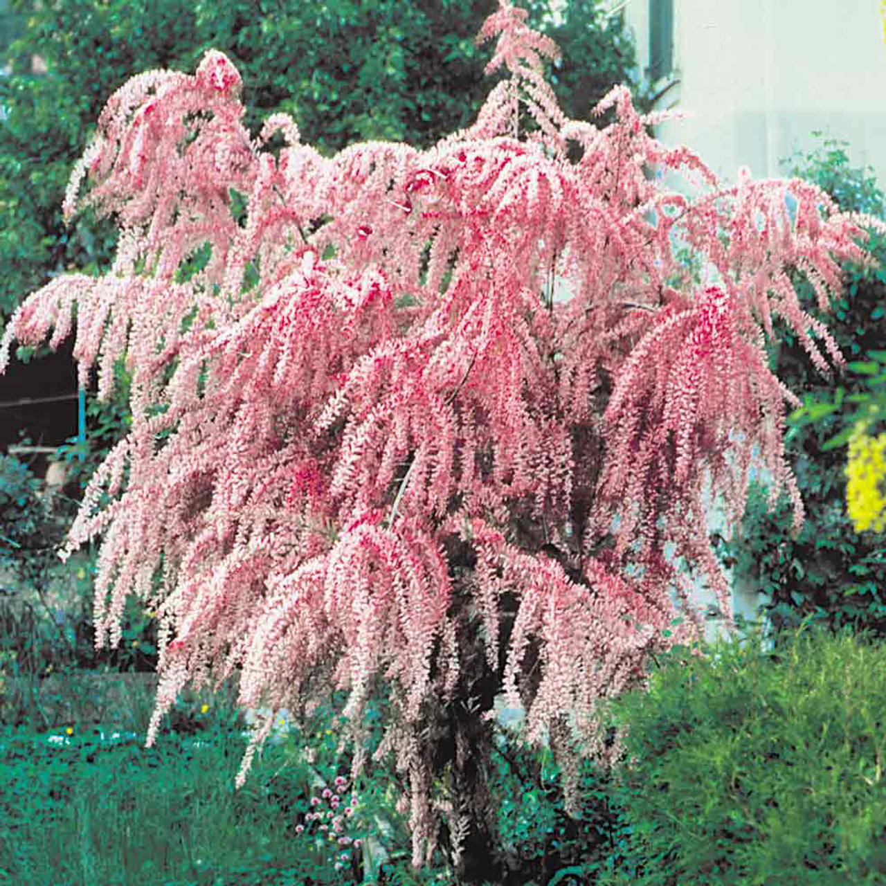 Tamarice pianta