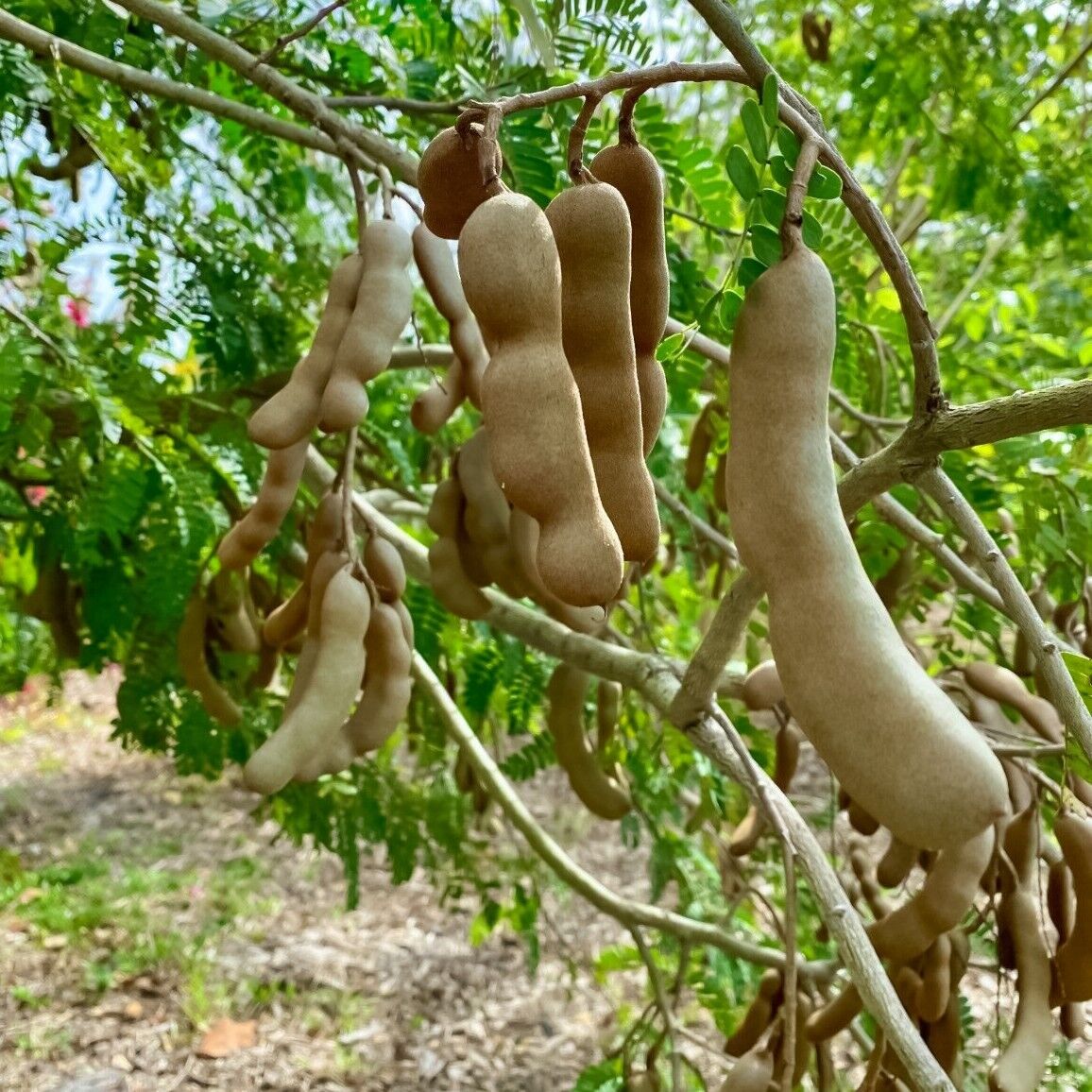 Tamarindo