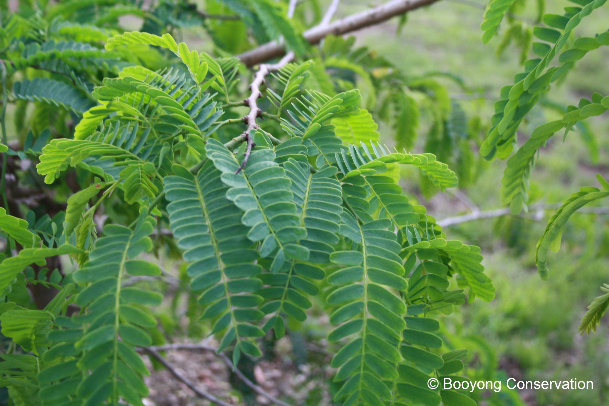 <tamarindo pianta