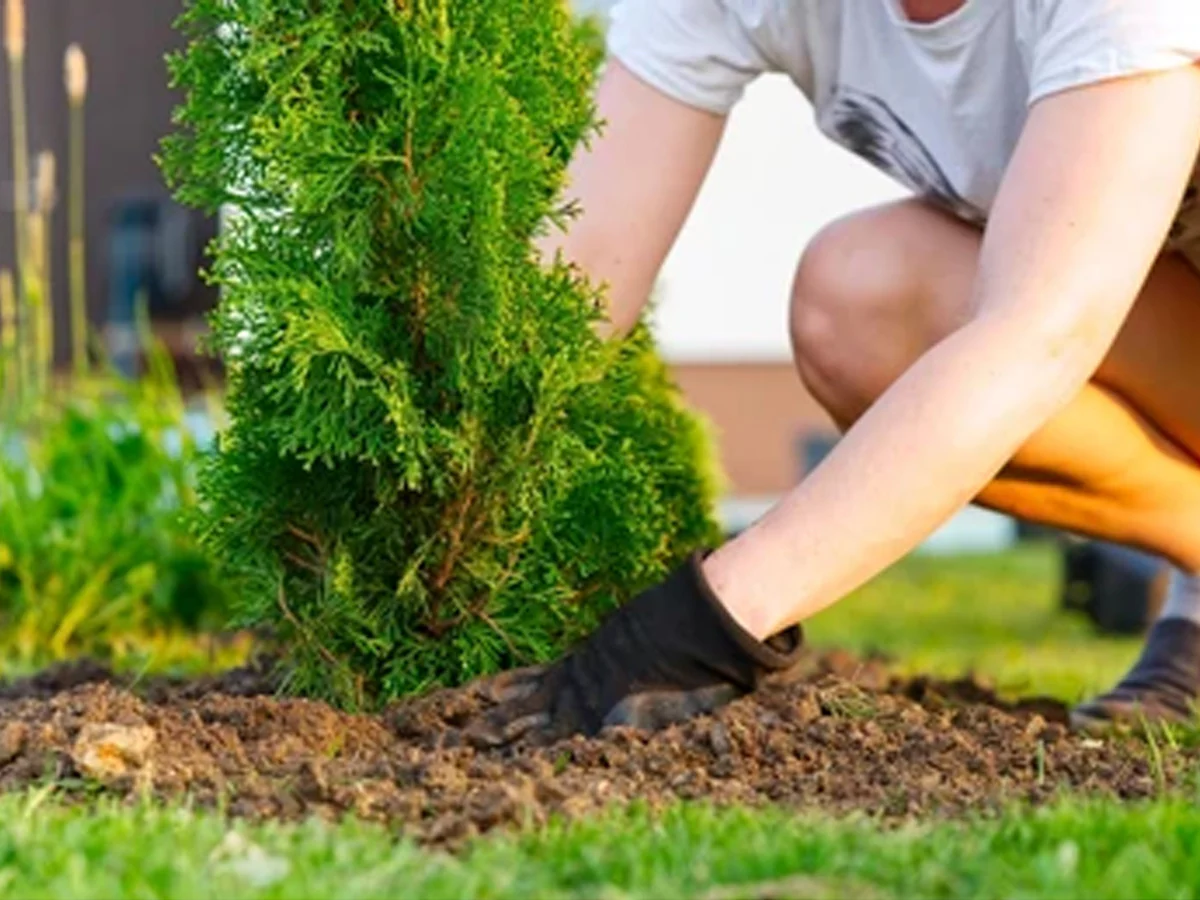 Thuja
