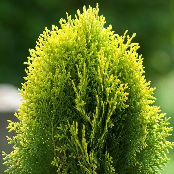 Thuja pianta