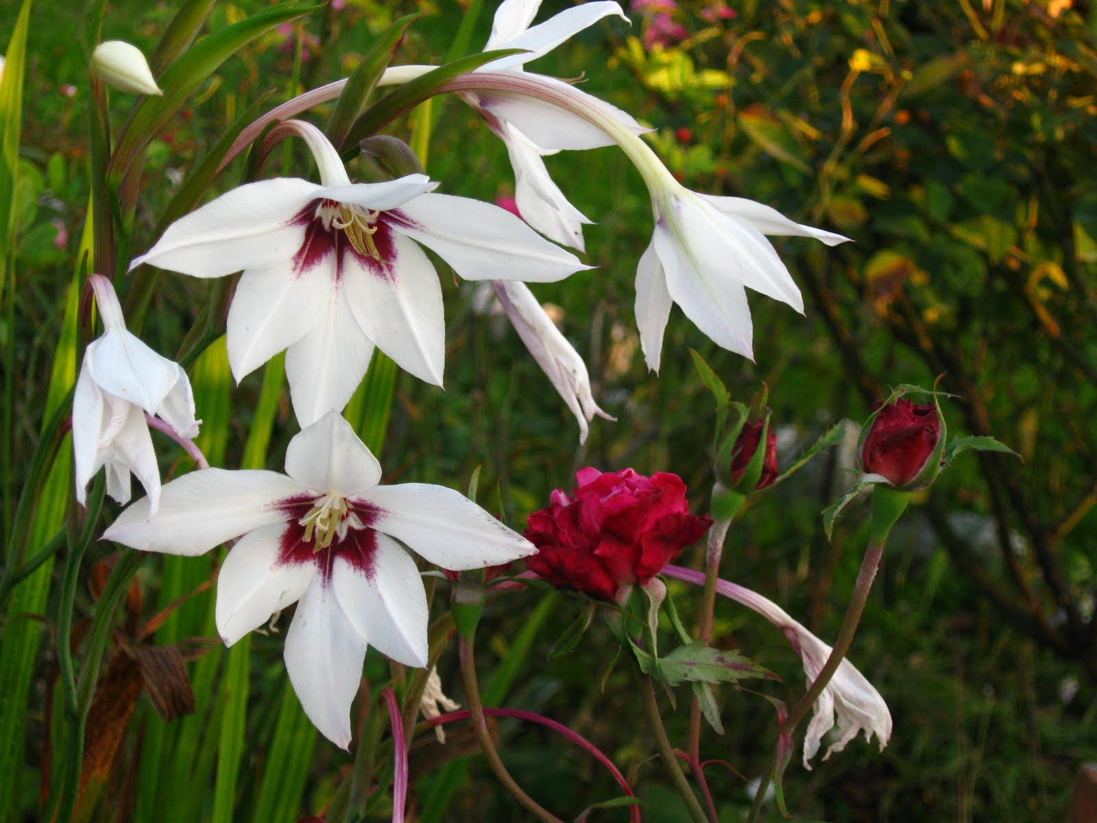 Acidanthera coltivazione