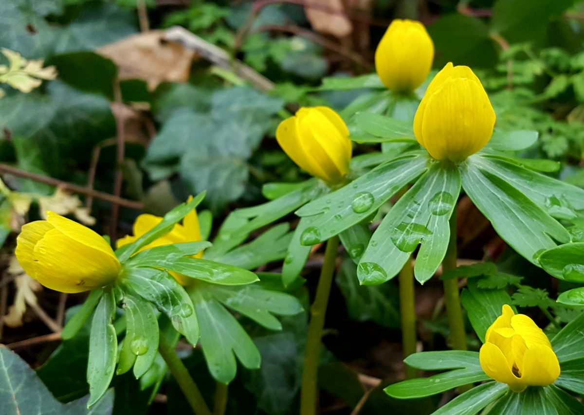 Aconito fiore