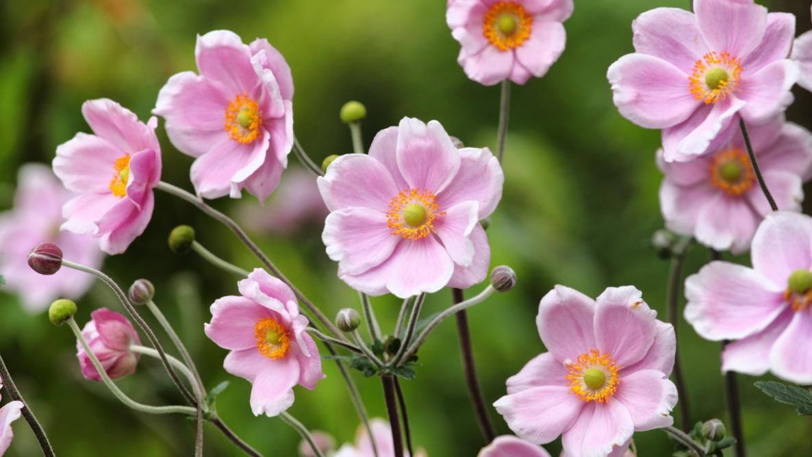 Anemone fiore