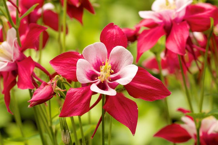 Aquilegia