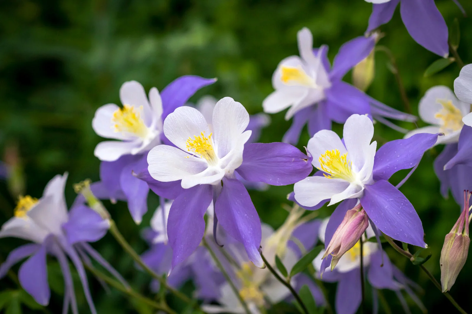 Aquilegia coltivazione