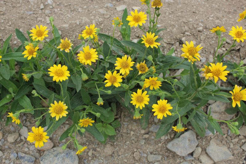 Arnica