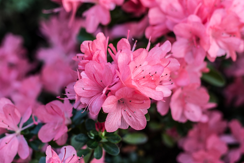 Azalea fiore