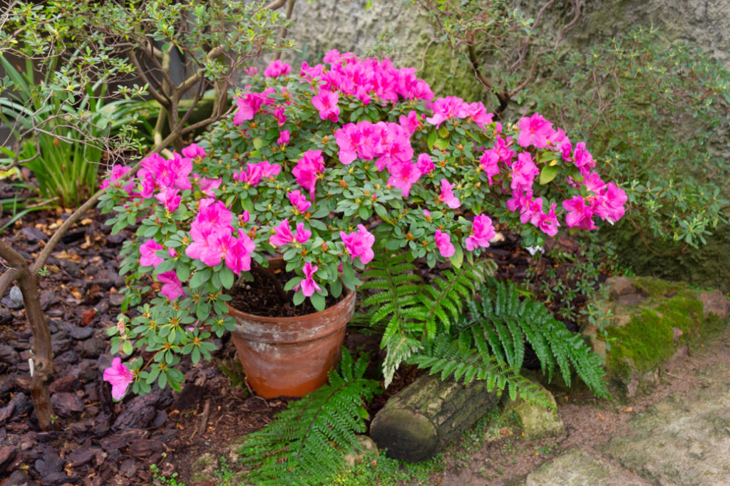 Azalea pianta fiorita