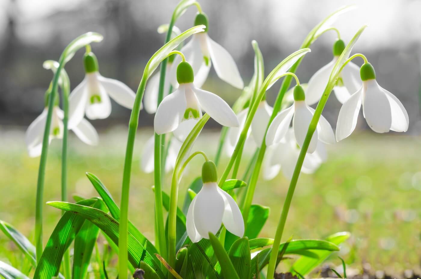 fiori, bucaneve