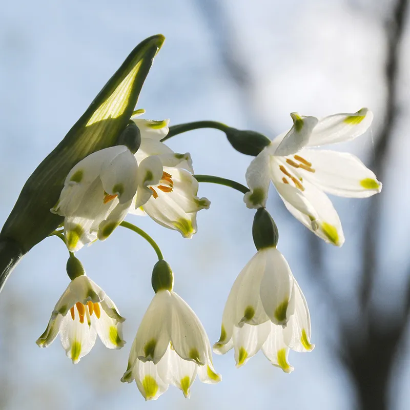 Bucaneve fiore