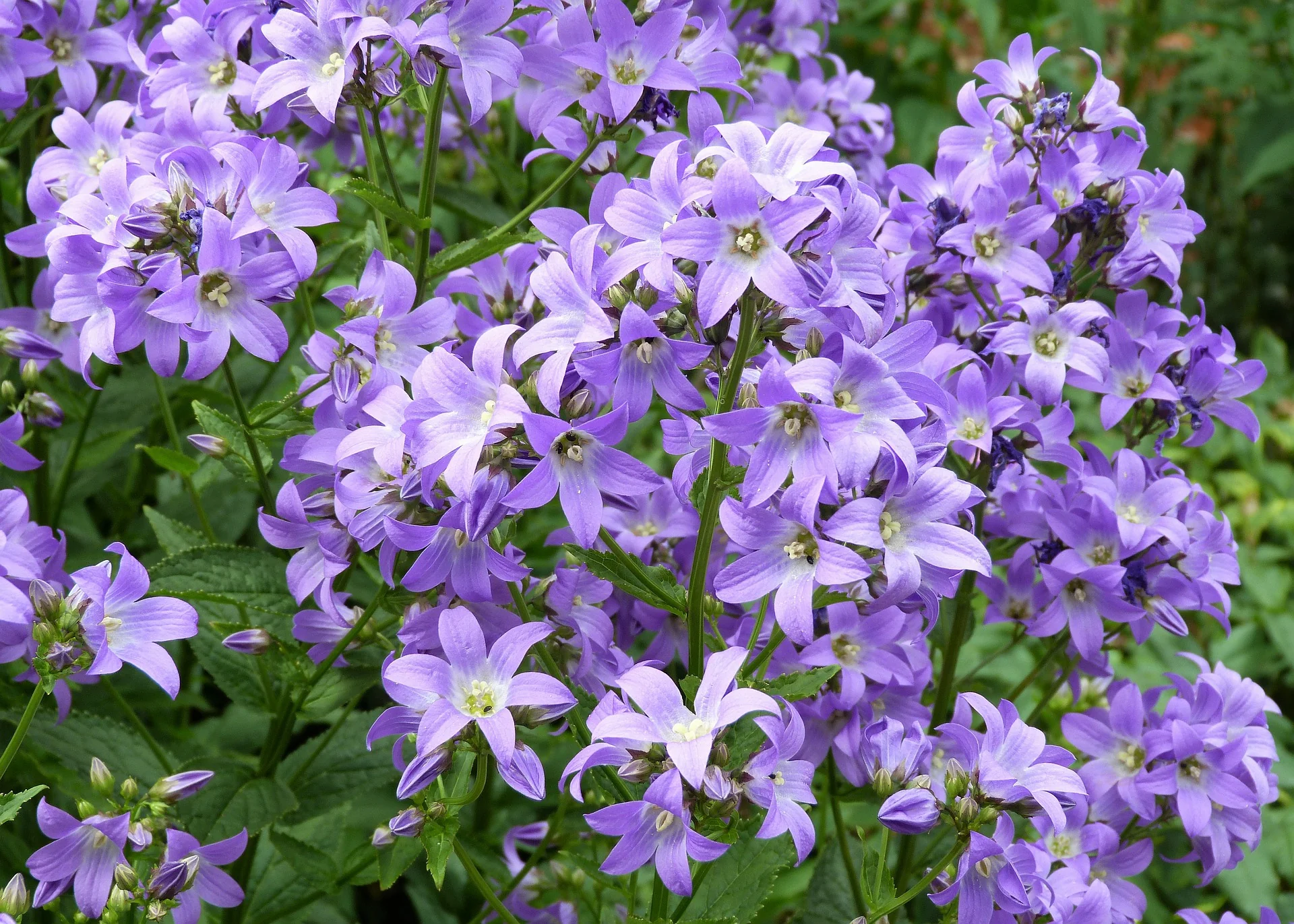 Campanula