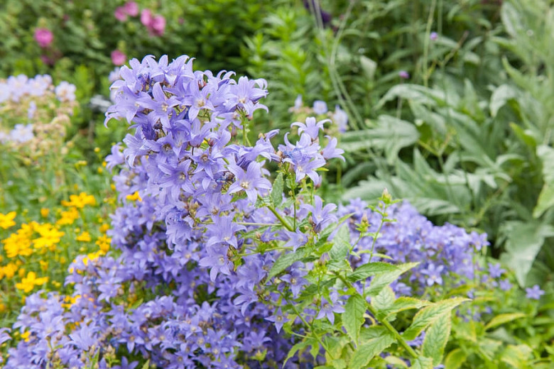 Campanula rampicante