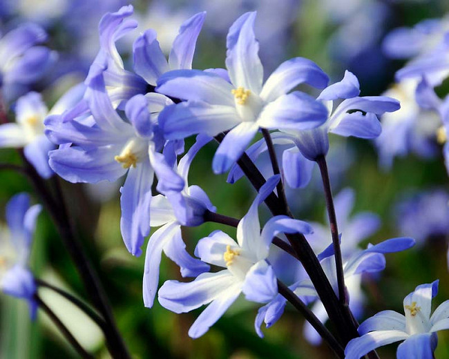 Chionodoxa