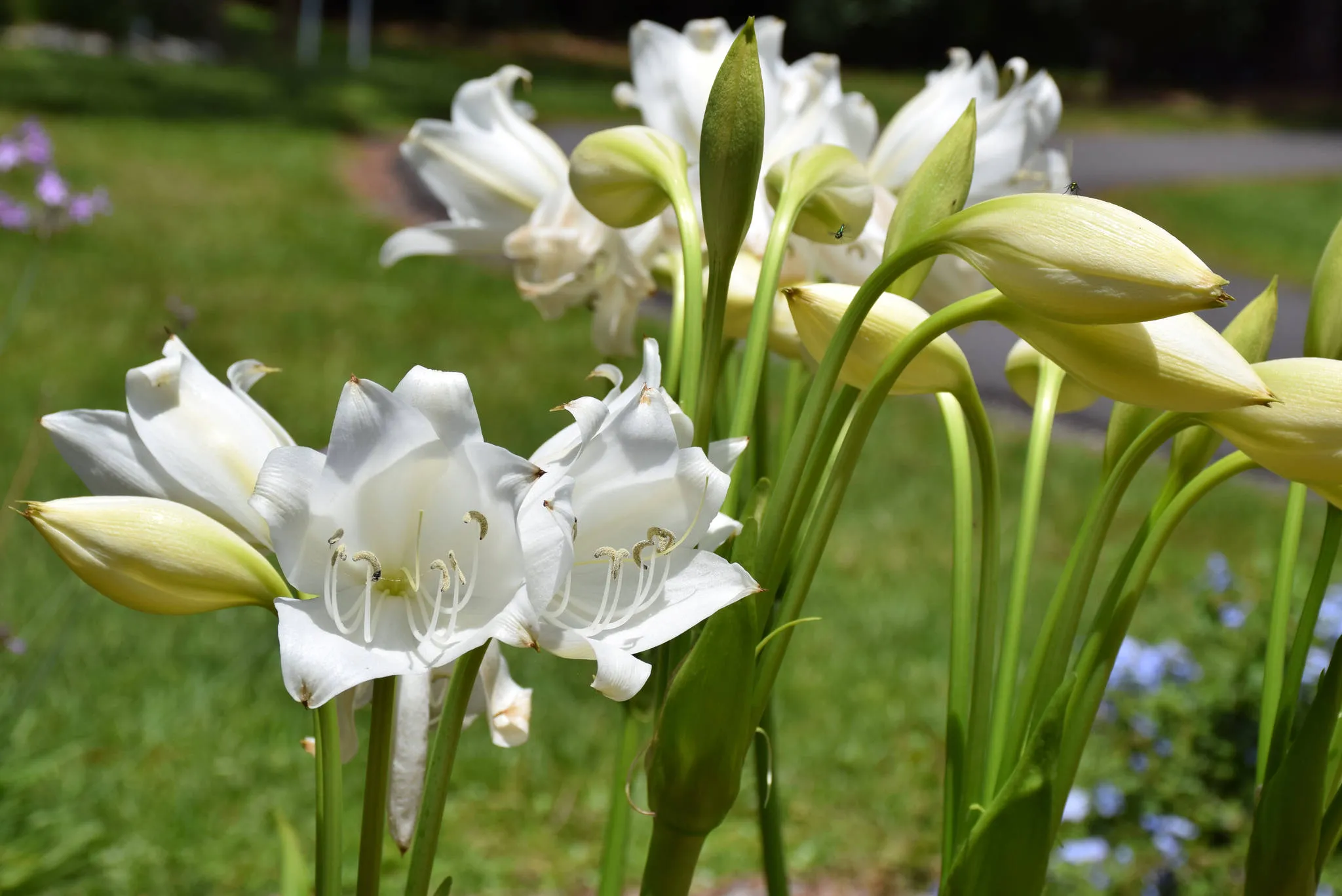 Crinum