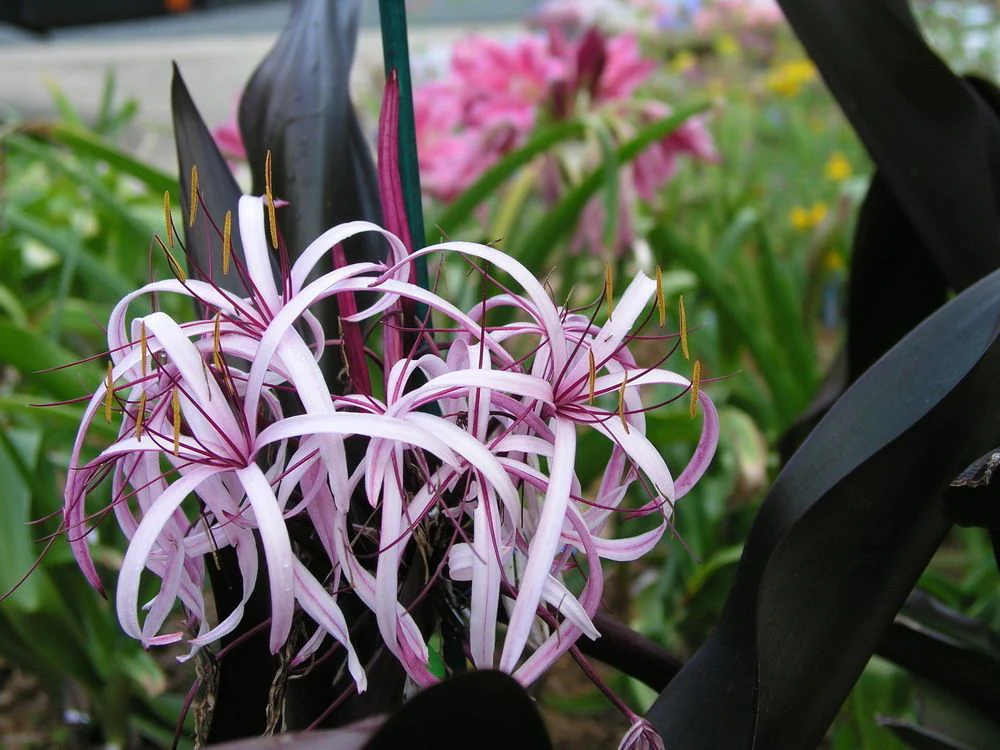 Crinum coltivazione