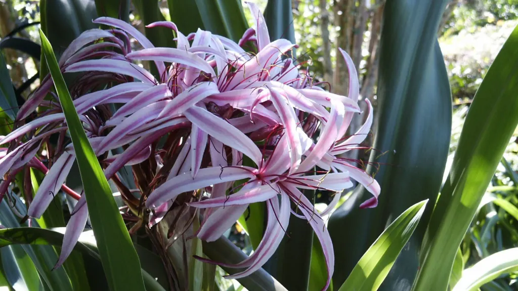 Crinum pianta