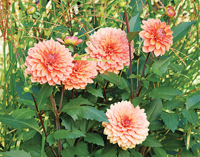 Dalia pianta