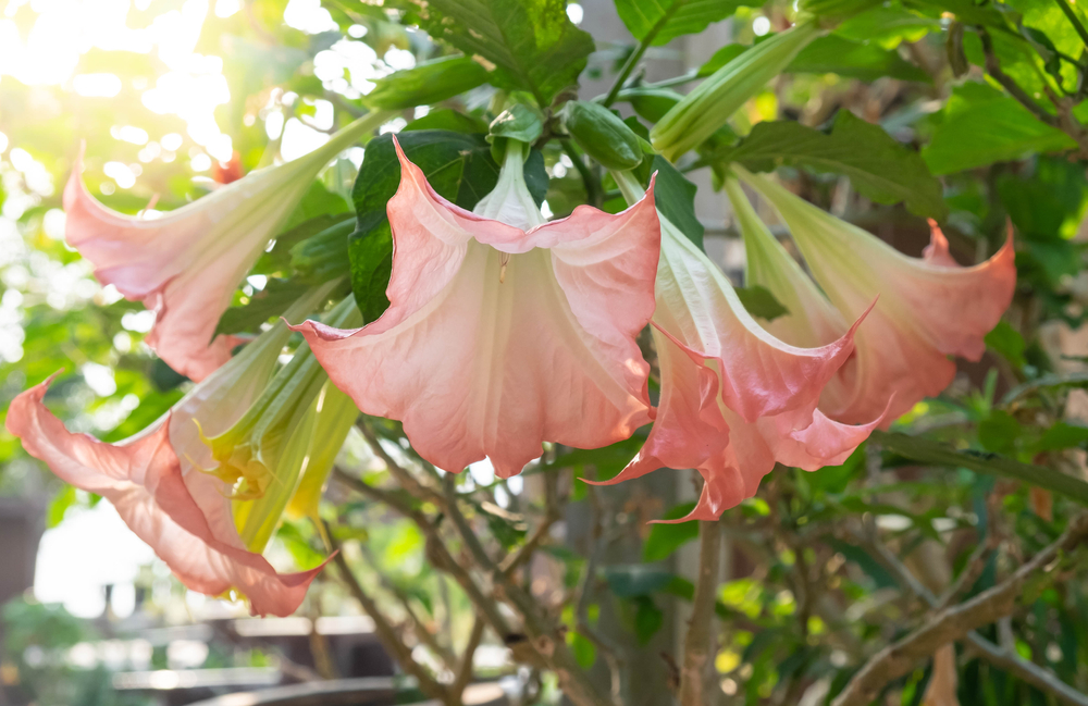 Datura