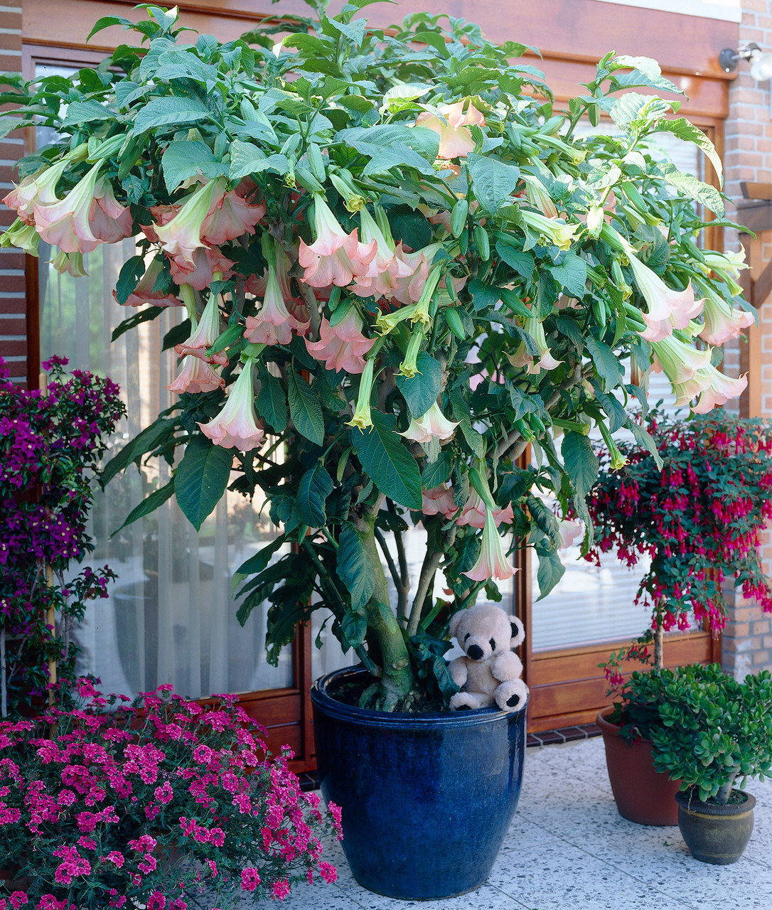 Datura fiore