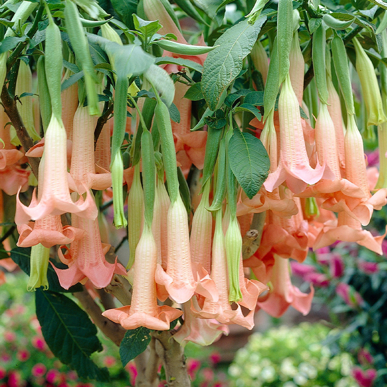Datura pianta